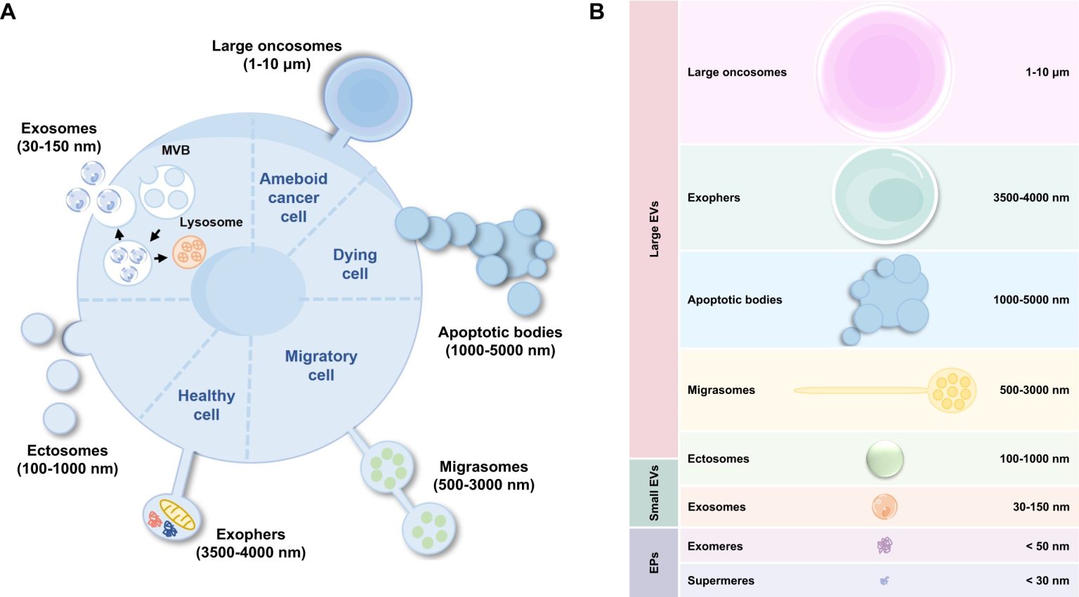 Diagramme des vesicules extracellulaires et exosomes