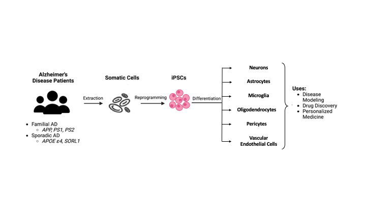 Schéma des cellules souches pluripotentes induites (iPSC)