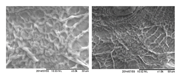 Fibroblastes humains de peau sur un scaffold