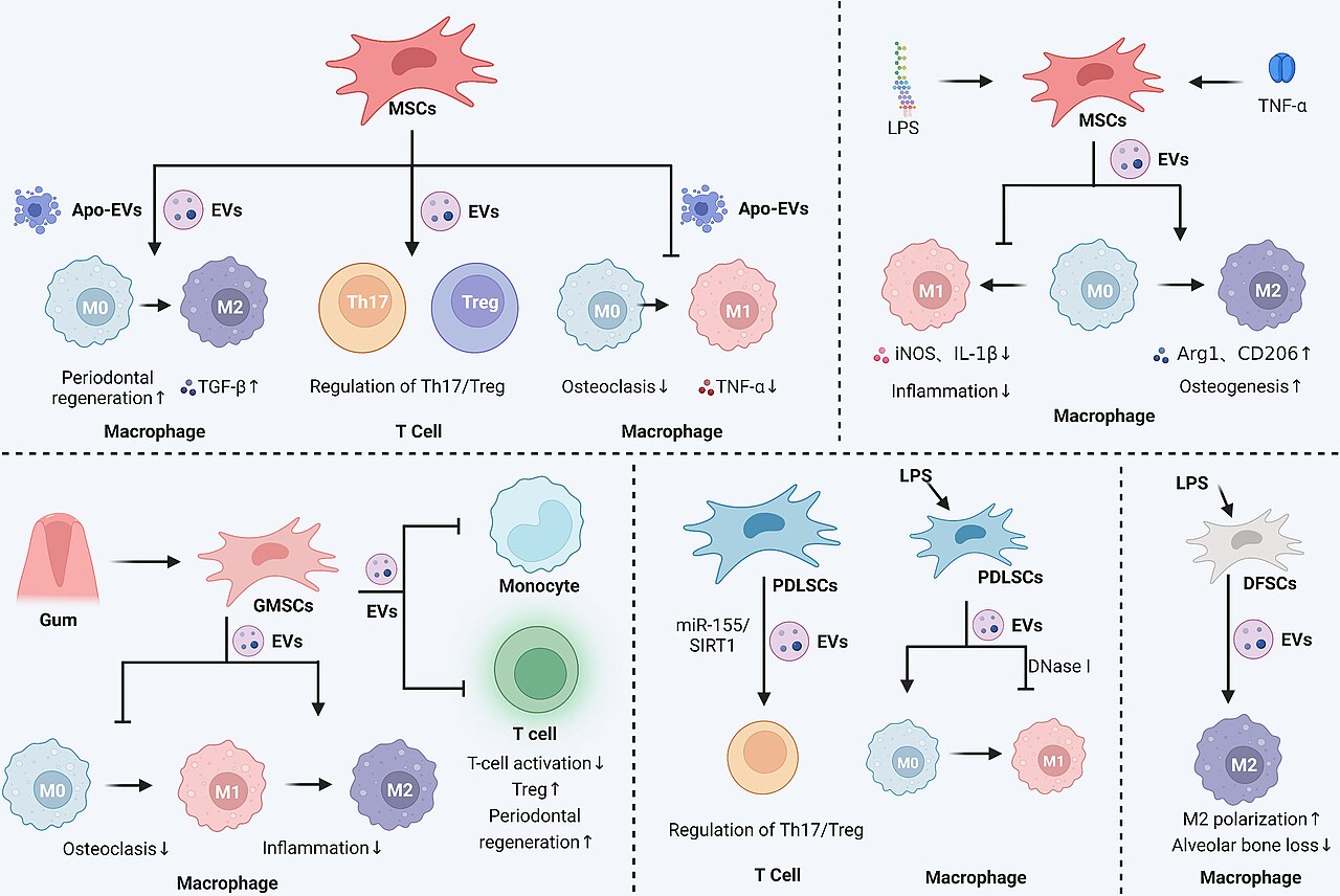 Effets immunomodulateurs des exosomes