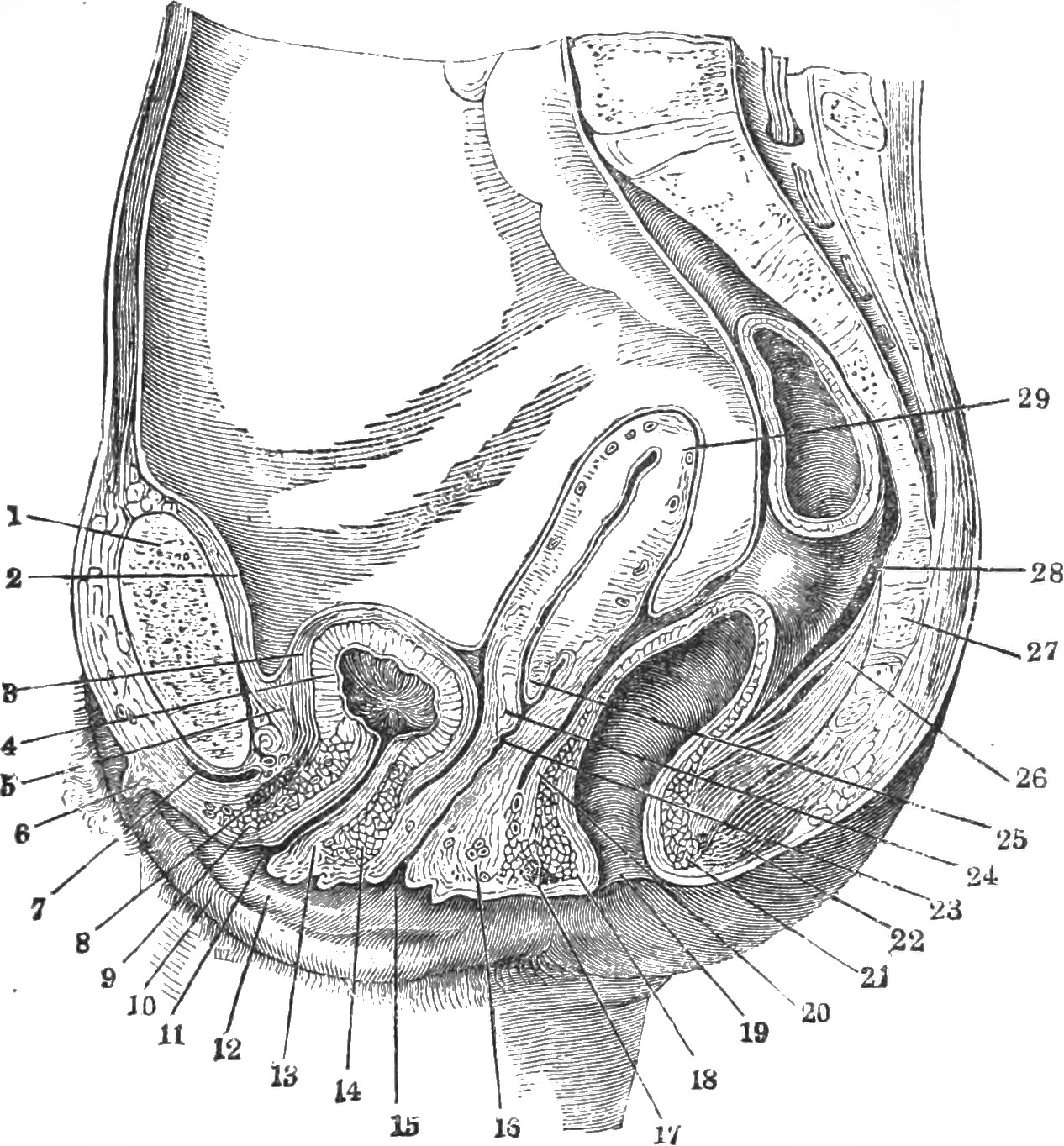 Coupe du pelvis féminin