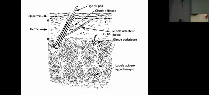 Anatomie du follicule pilo-sébacé