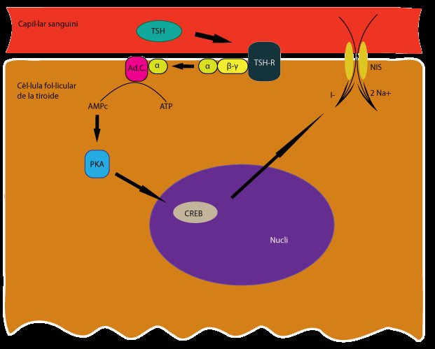 Trois grands mécanismes conduisant à l'excès hormonal