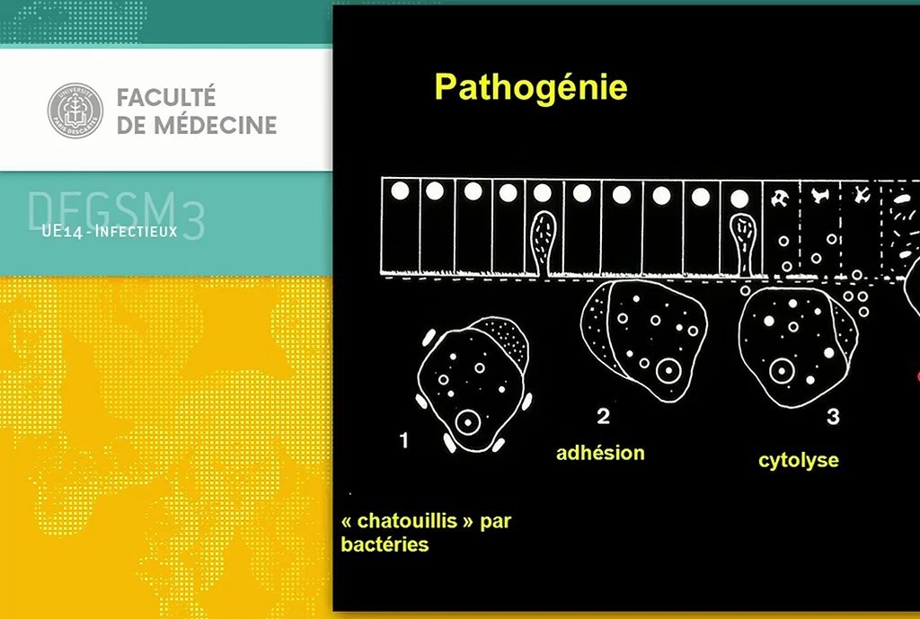 Parasitoses Digestives
