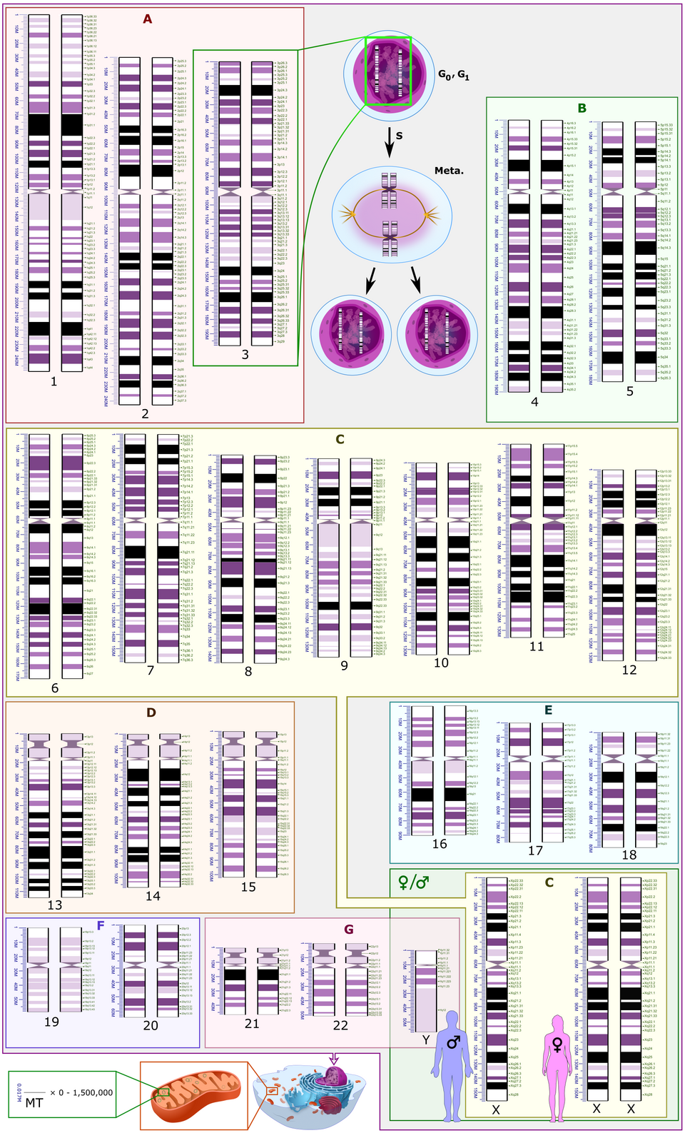 Caryotype