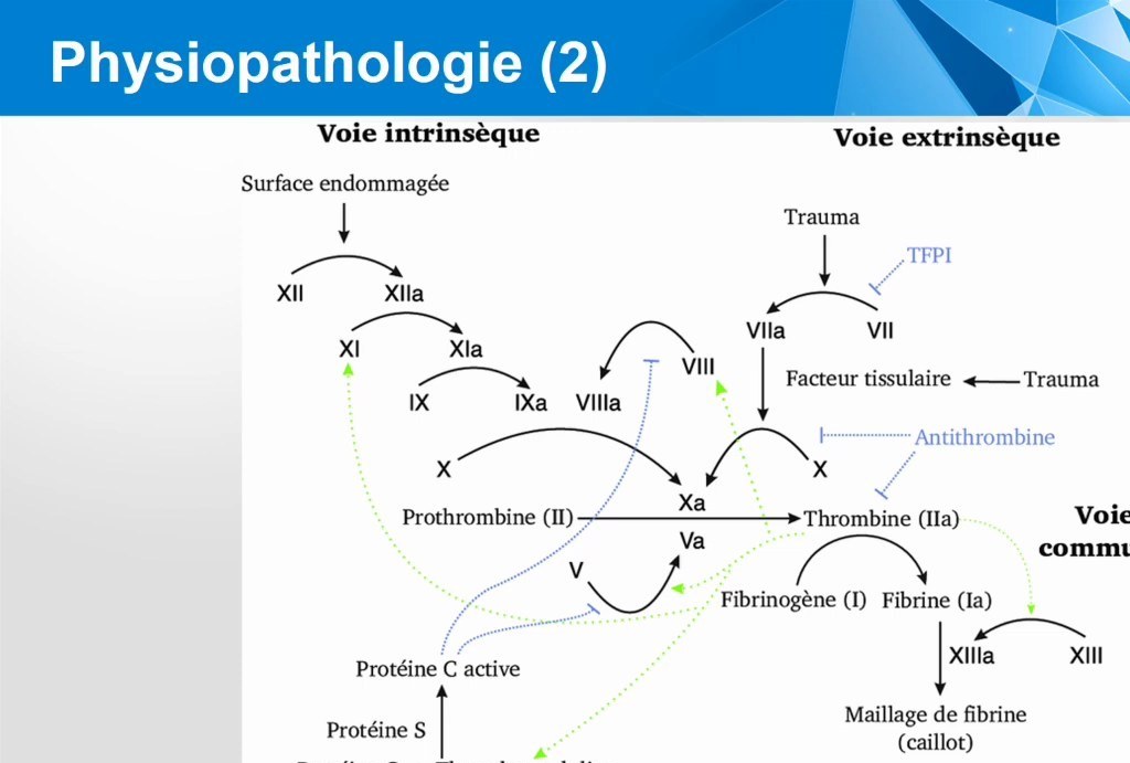 Agranulocytose Médicamenteuse