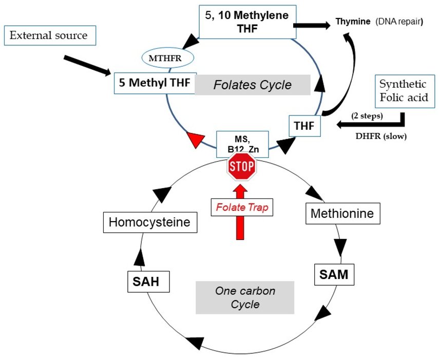 Carence en vitamine B12