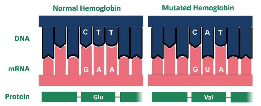 Mutations moléculaires structurant le pronostic des LAM