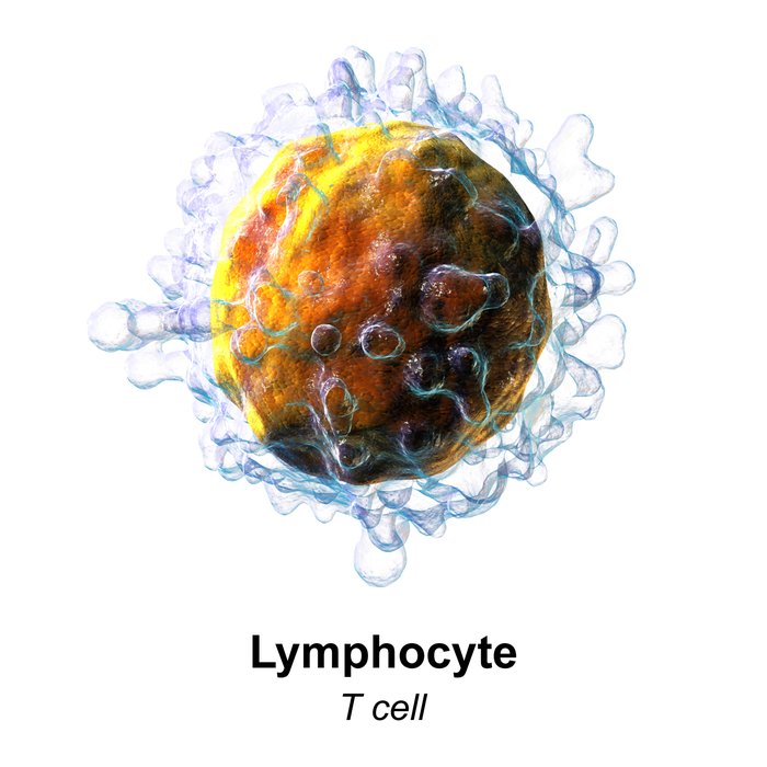 Marqueurs génétiques guidant la LLC et les lymphomes