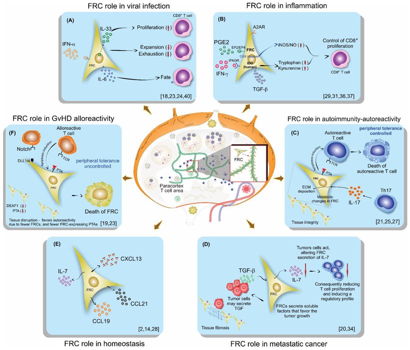Effet immunologique anti-leucémique du greffon
