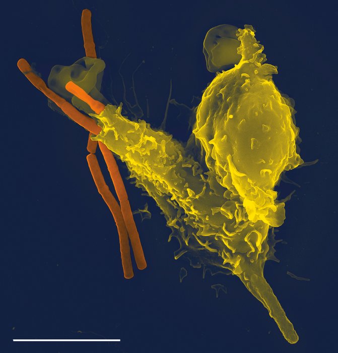 Polynucléaire neutrophile