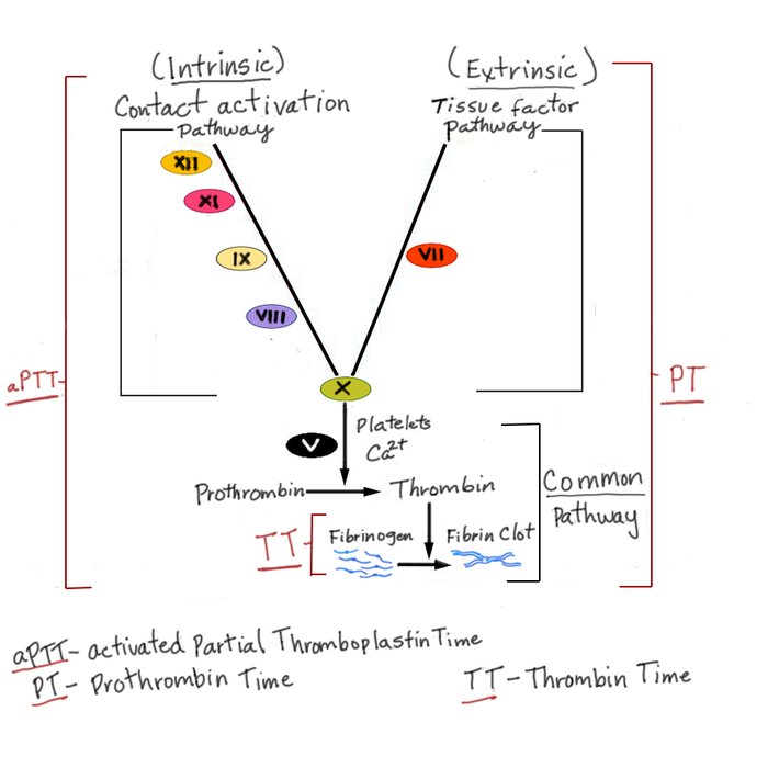Voies de la coagulation