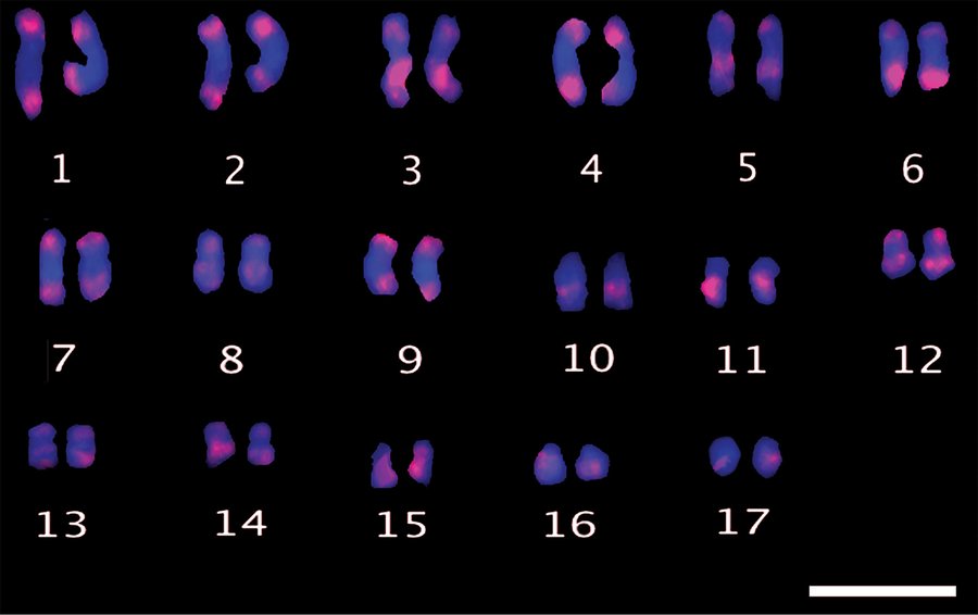 Analyse cytogénétique