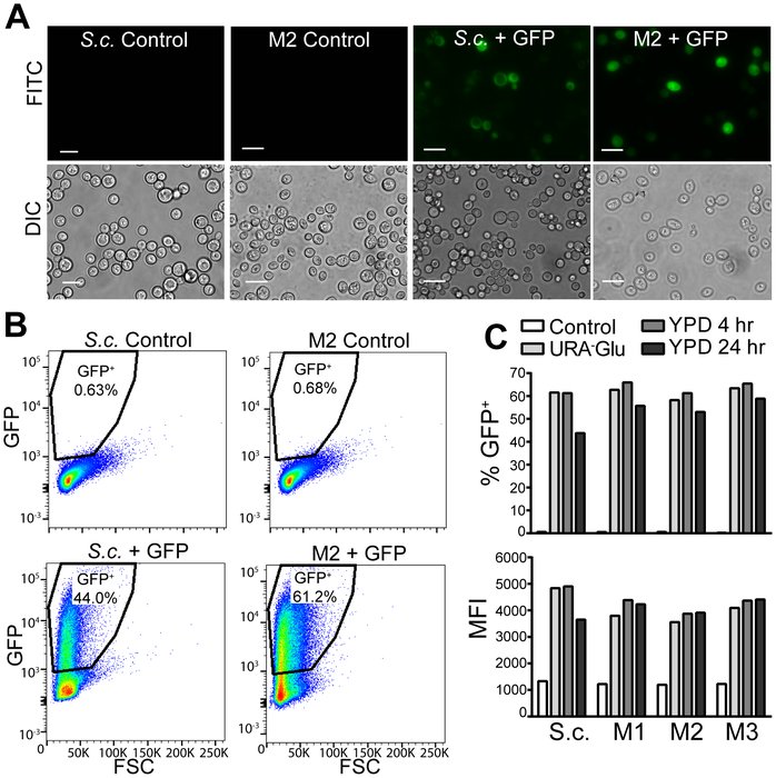 Détection de la maladie résiduelle par cytométrie