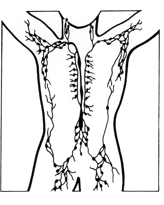 Prolifération clonale du tissu lymphoïde
