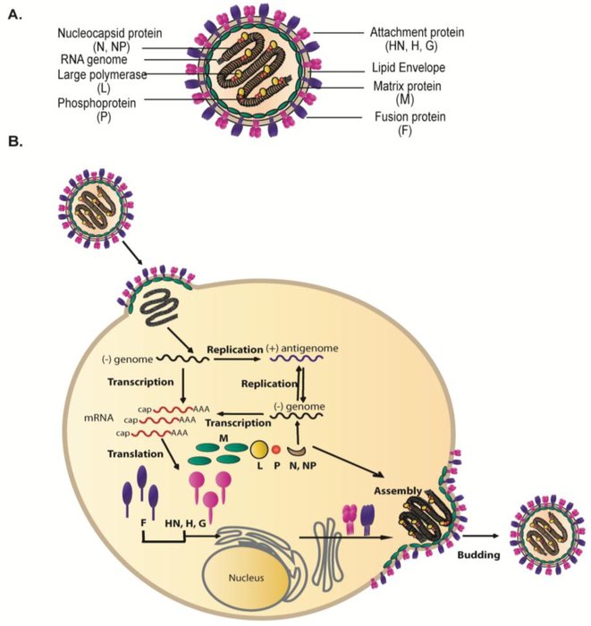 Prolifération clonale de plasmocytes