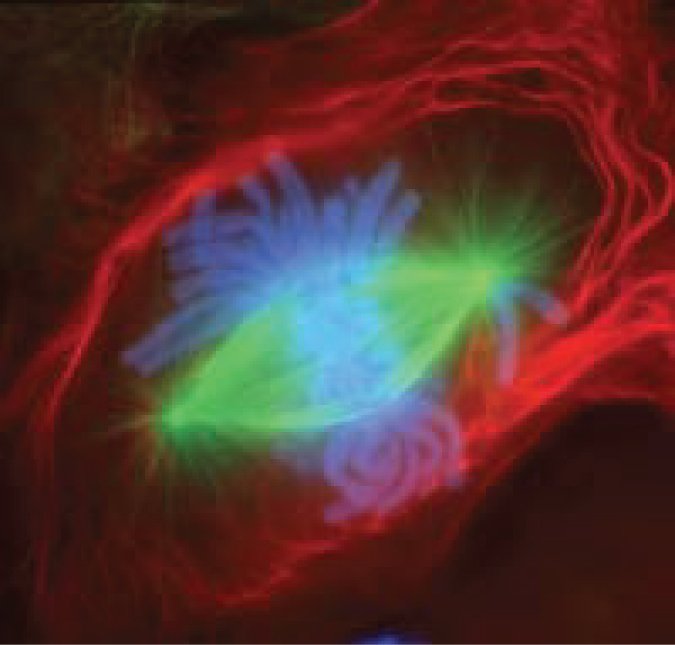 FISH et anomalies cytogénétiques