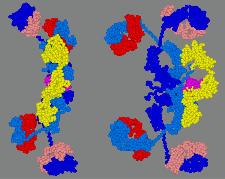 Immunothérapies ciblant le myélome
