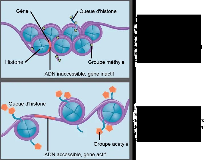 Réactivation épigénétique de gènes silencés