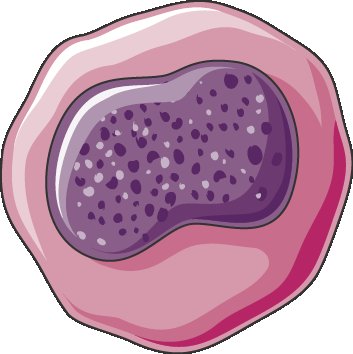 Mégacaryocytes médullaires en excès
