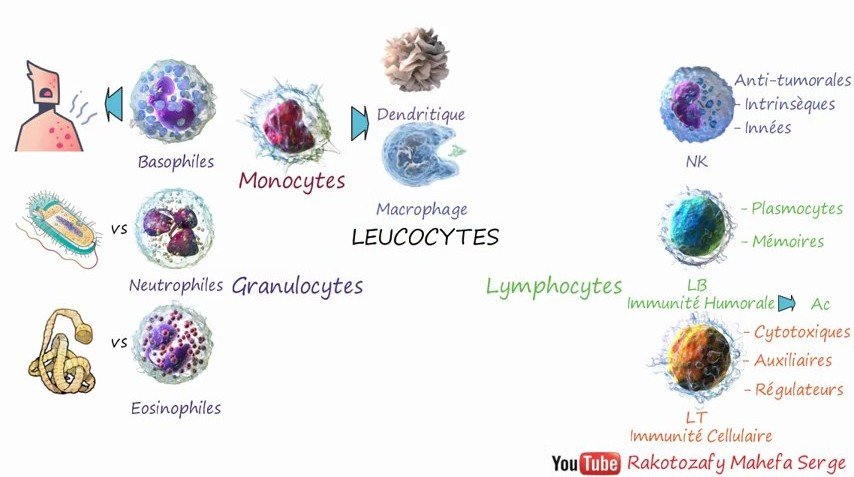 Classification des leucocytes : granulocytes (neutrophiles, éosinophiles, basophiles), monocytes/macrophages et lymphocytes (NK, LB, LT) avec leurs fonctions
