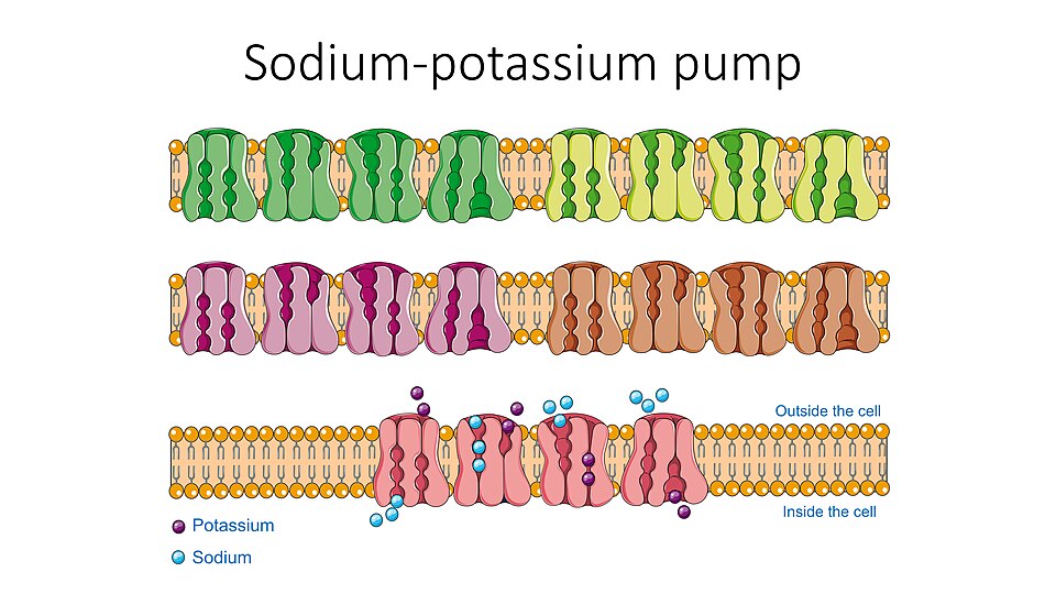Résine échangeuse de potassium