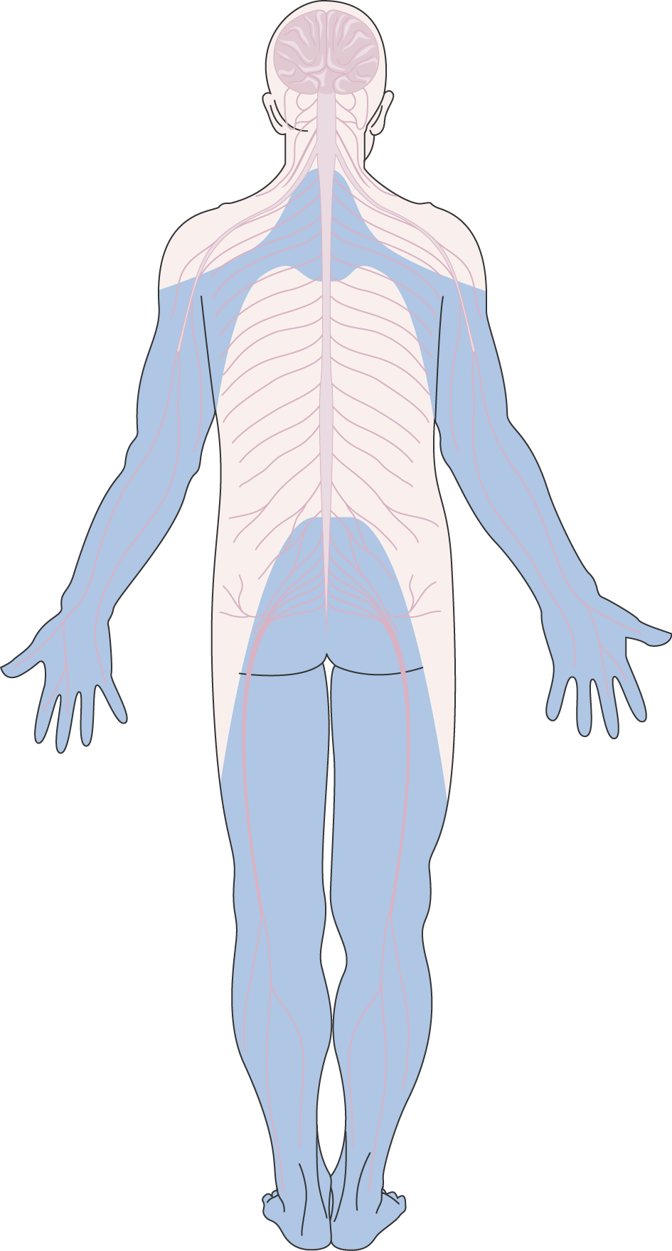 Neuropathie périphérique