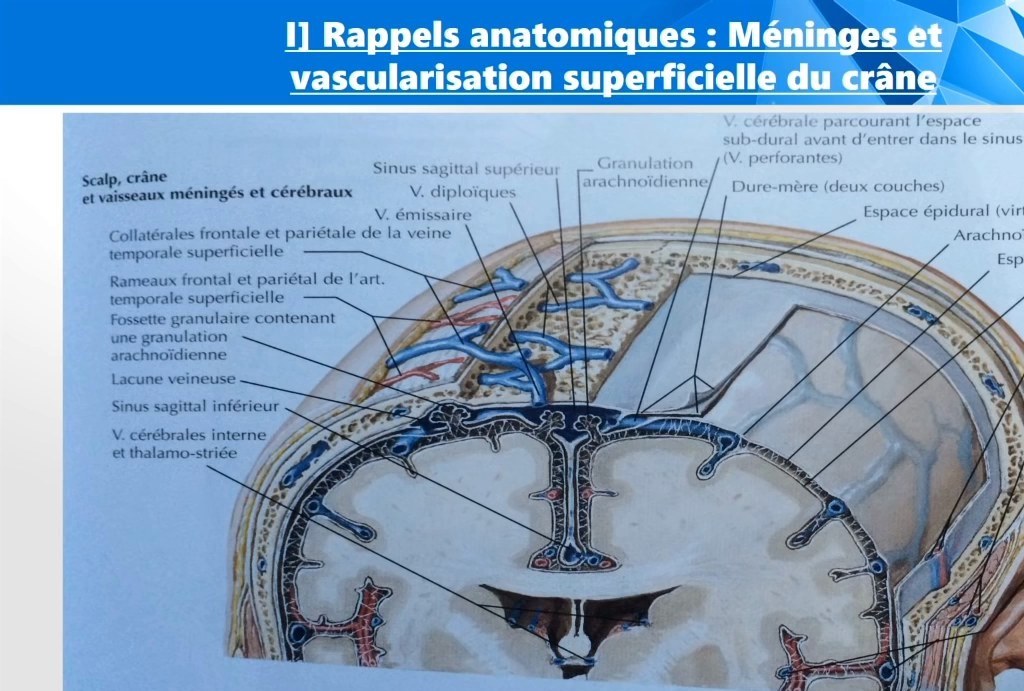 Infections Herpétiques Neurologiques