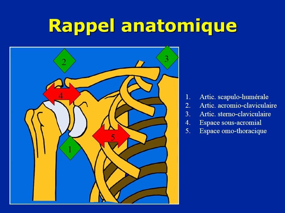 Rappel anatomique du complexé de l'épaule