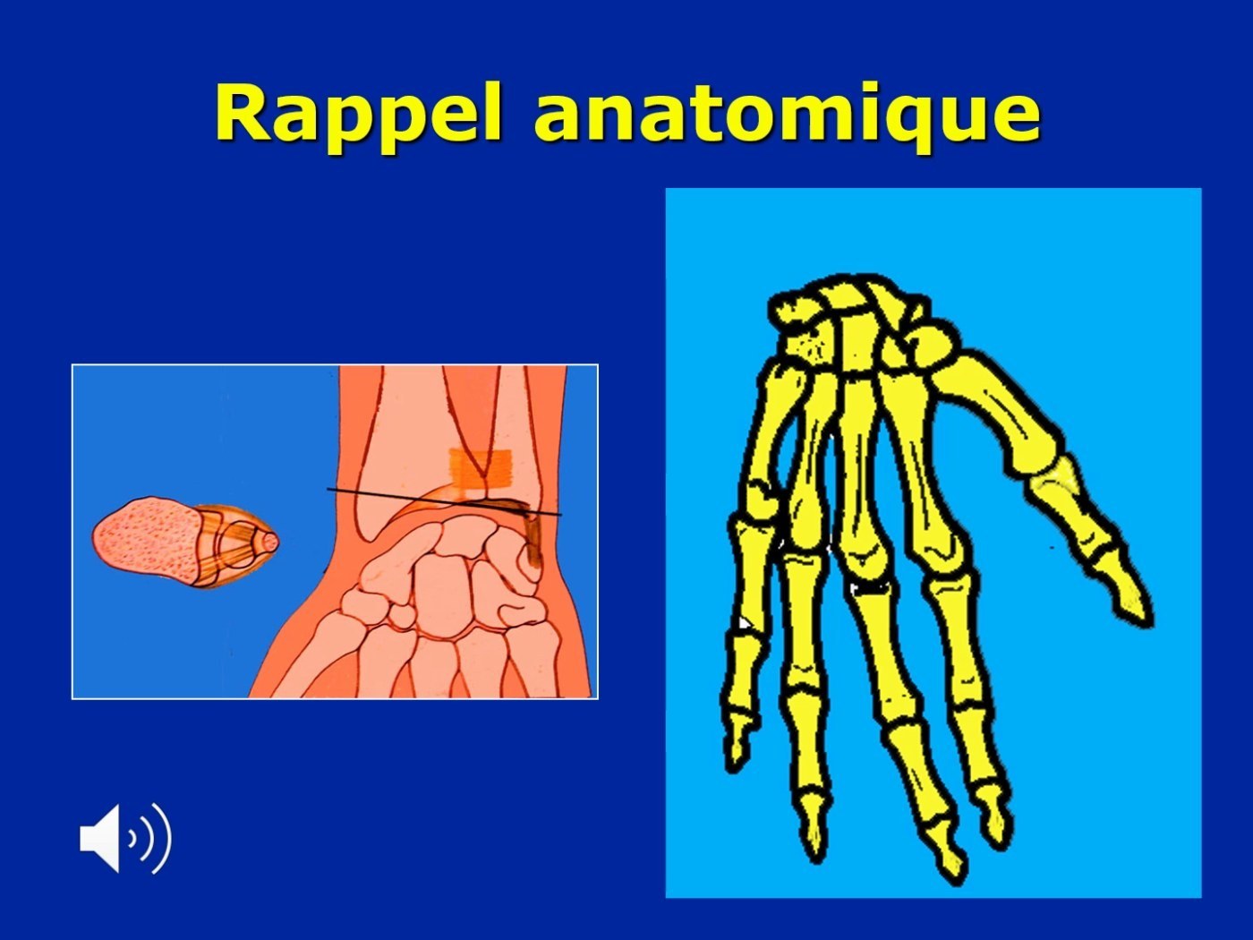 Rappel anatomique de la main et du poignet