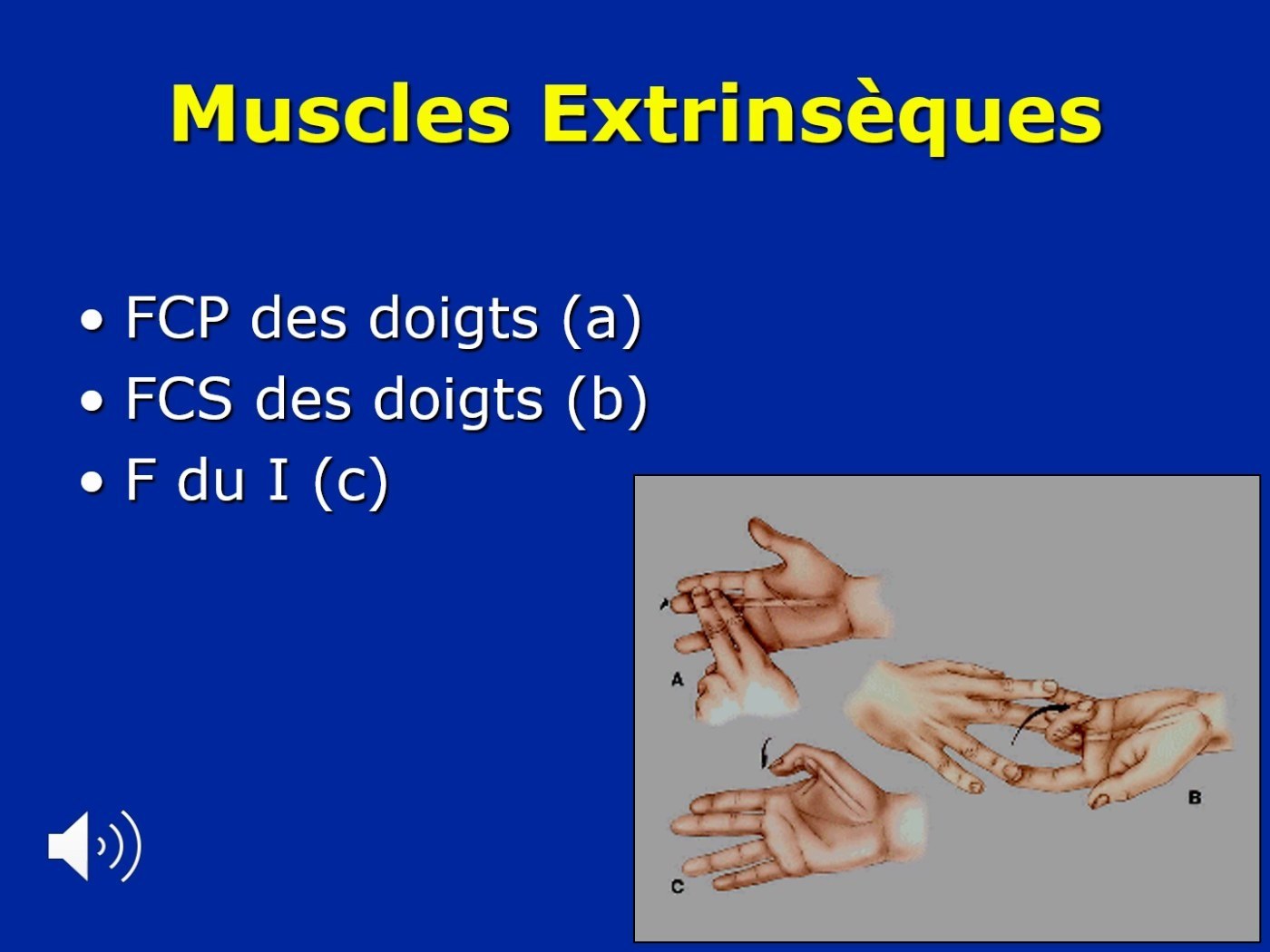 Tests des muscles extrinsèques de la main