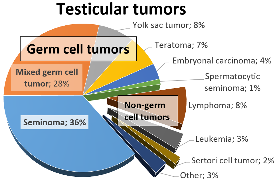 Incidences relatives des tumeurs testiculaires