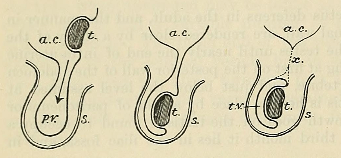 Descente testiculaire — embryologie