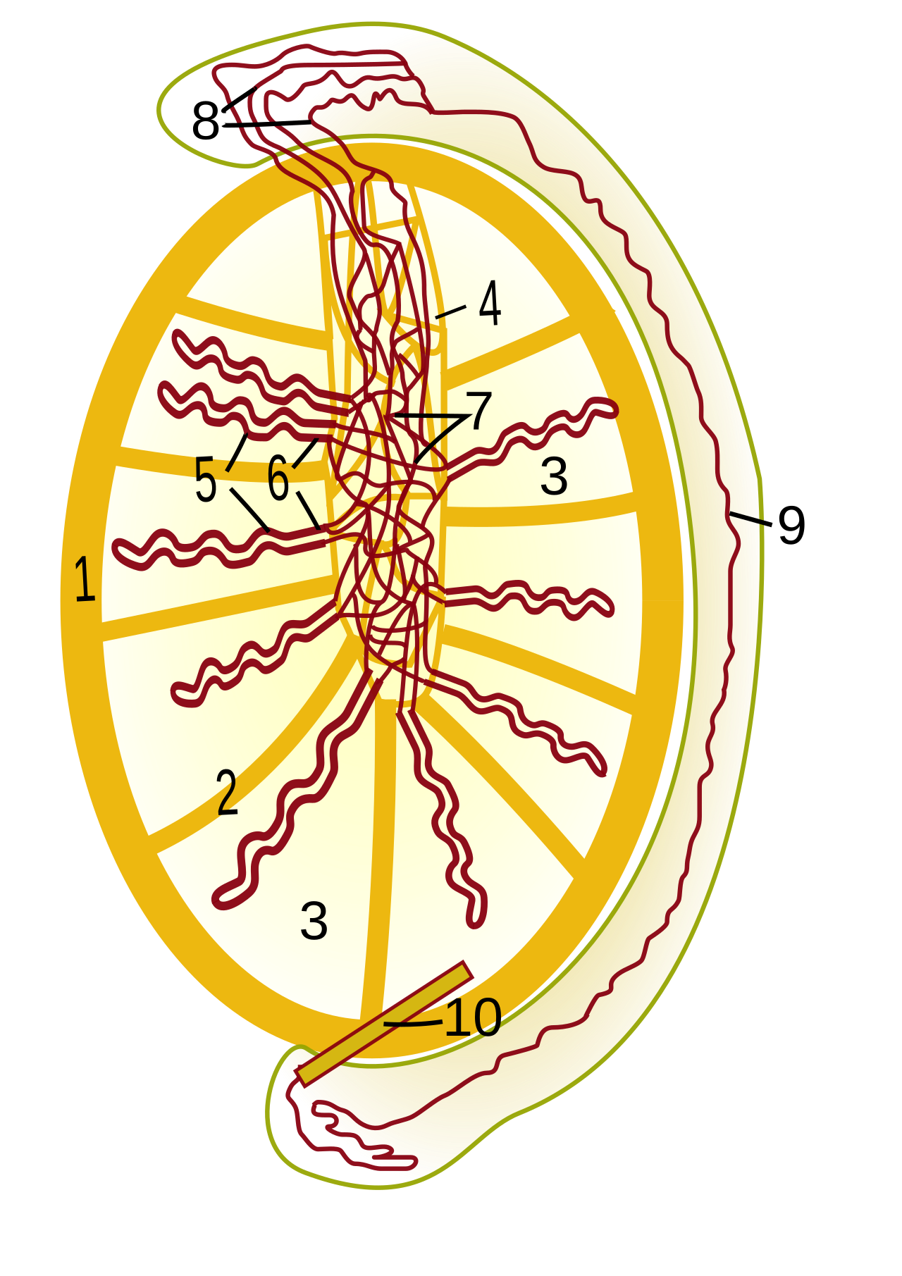 Anatomie du testicule et de l'épididyme