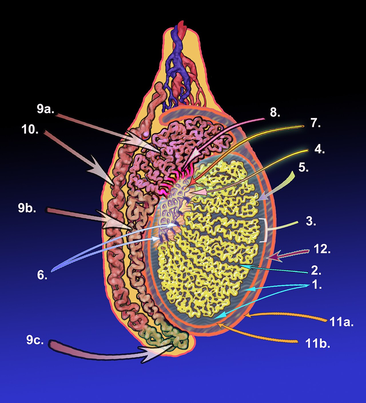 Composants majeurs du testicule