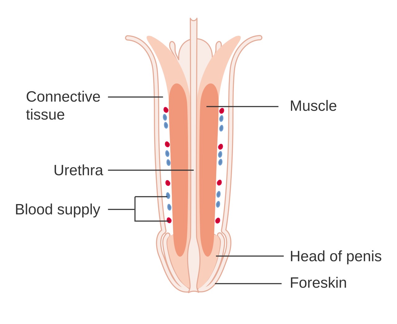 Anatomie du pénis