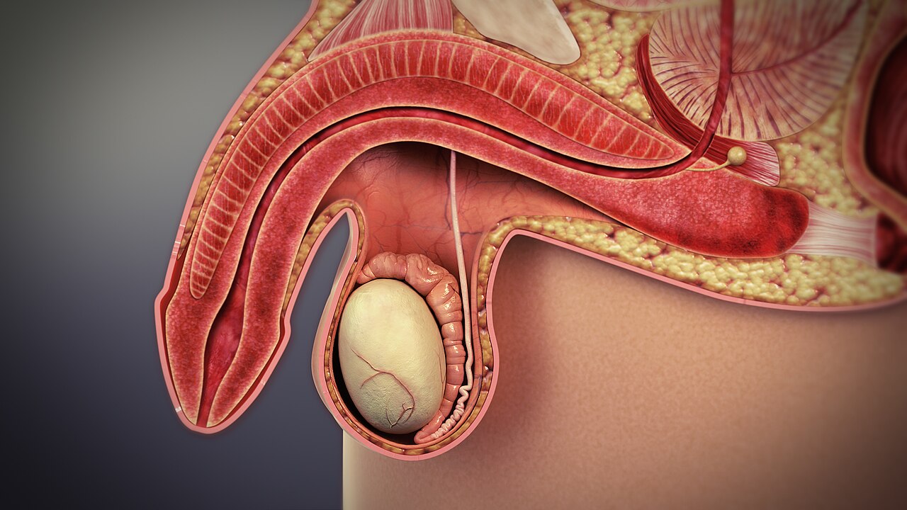 Anatomie de l'érection — physiopathologie