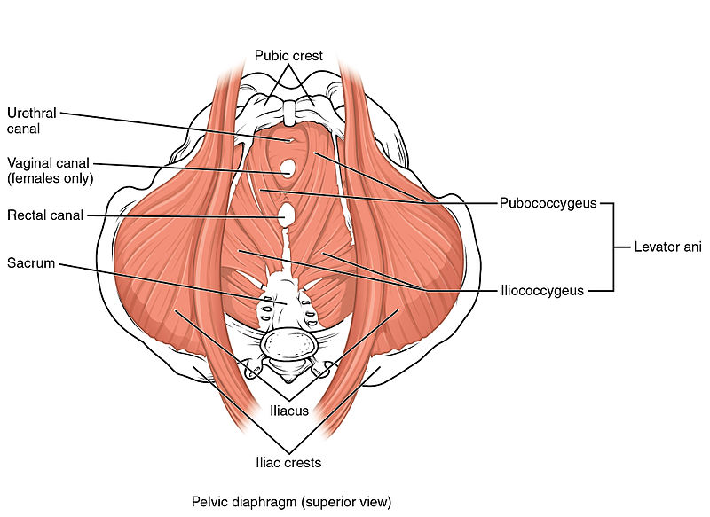 Muscles du plancher pelvien