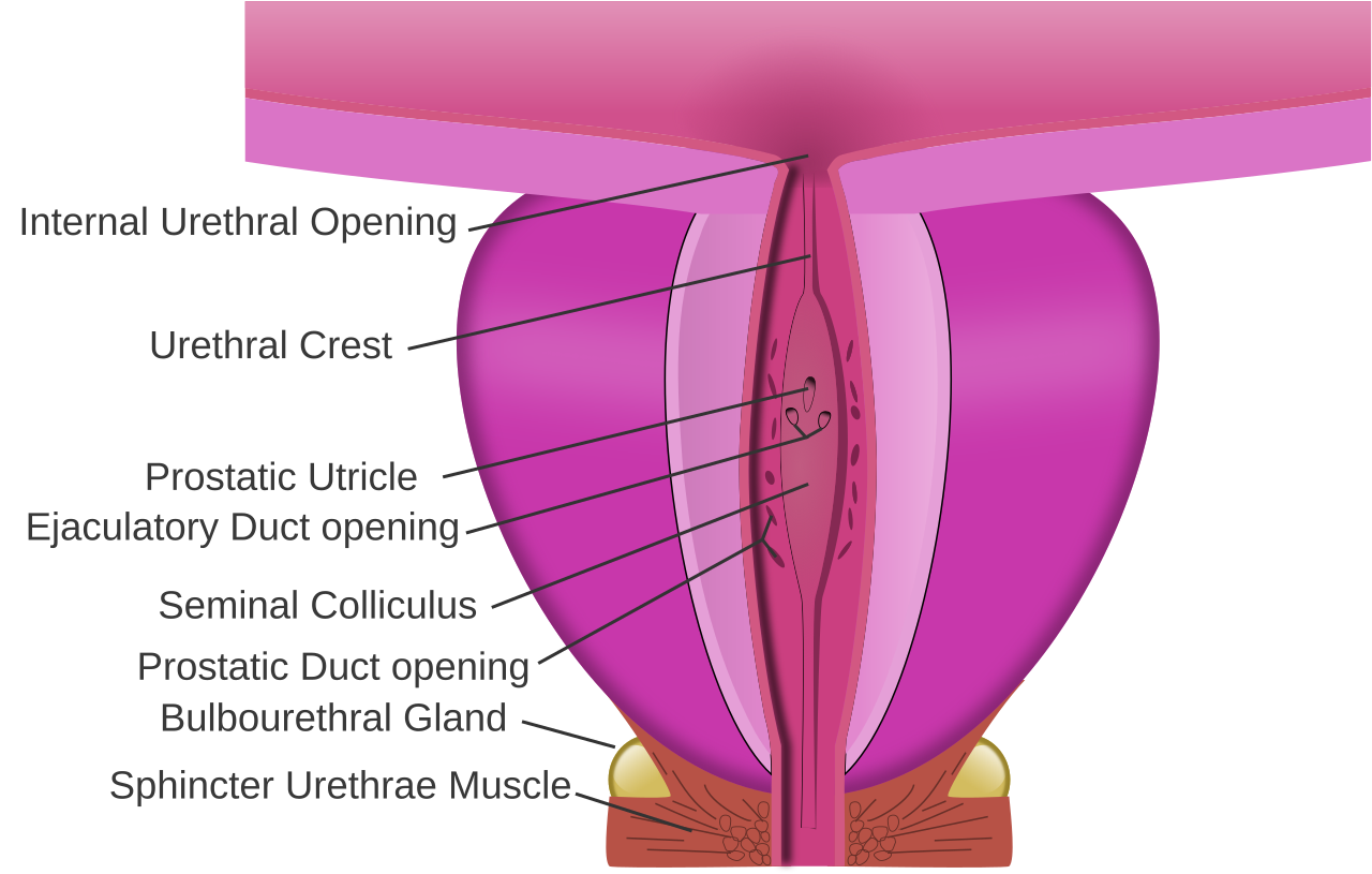 Dissection prostatique — urètre et veru montanum