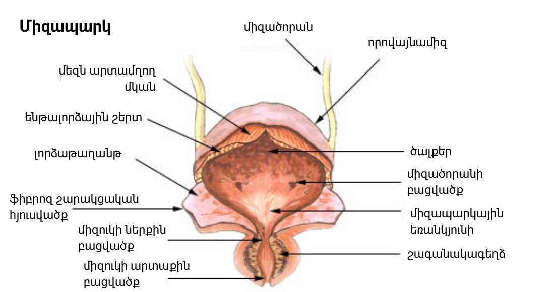 Anatomie de la vessie urinaire