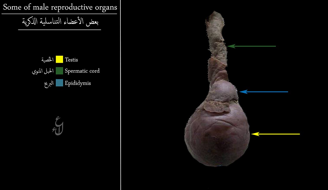 Organes reproducteurs masculins — testicules et cordon spermatique