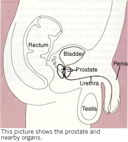 Anatomie de la prostate