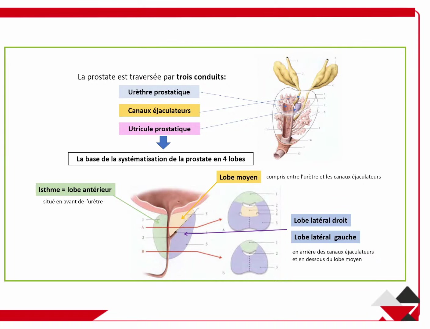 Anatomie zonale de la prostate selon McNeal