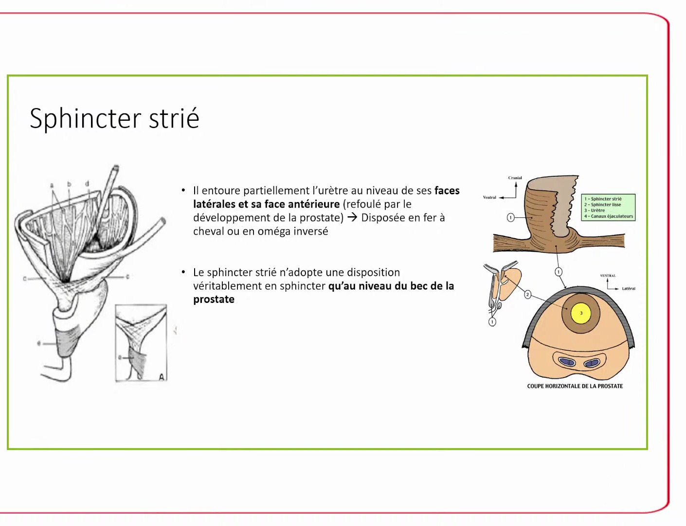 Anatomie du sphincter strié urétral