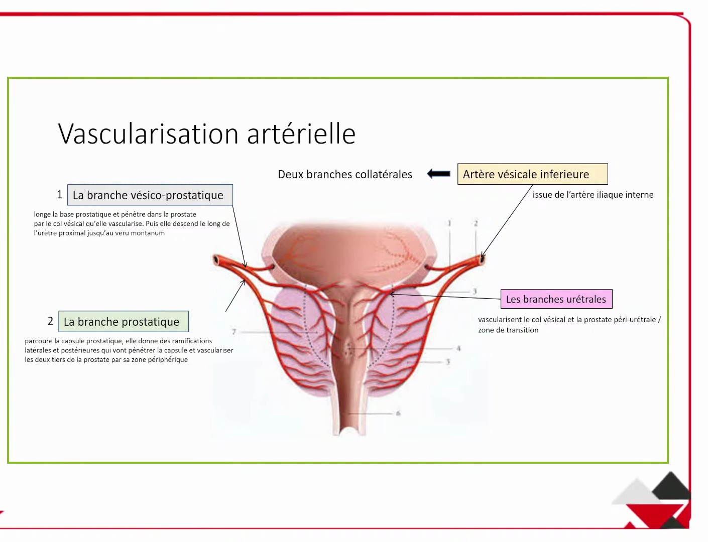 Vascularisation artérielle de la prostate