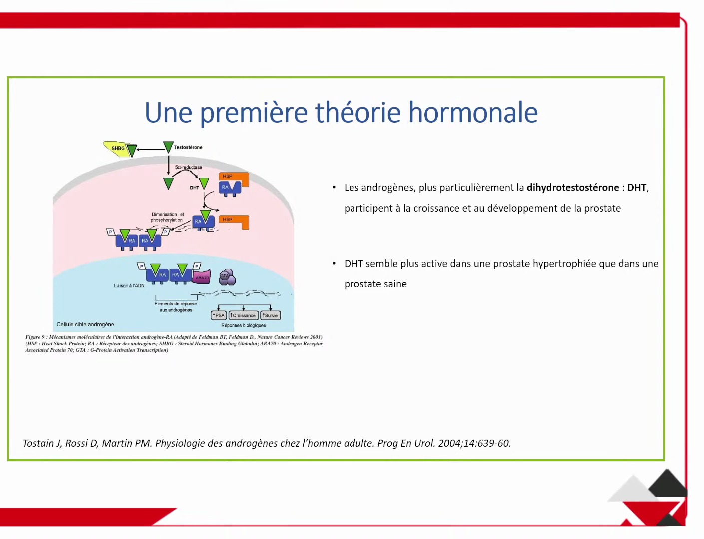 Rôle de la DHT dans l'HBP