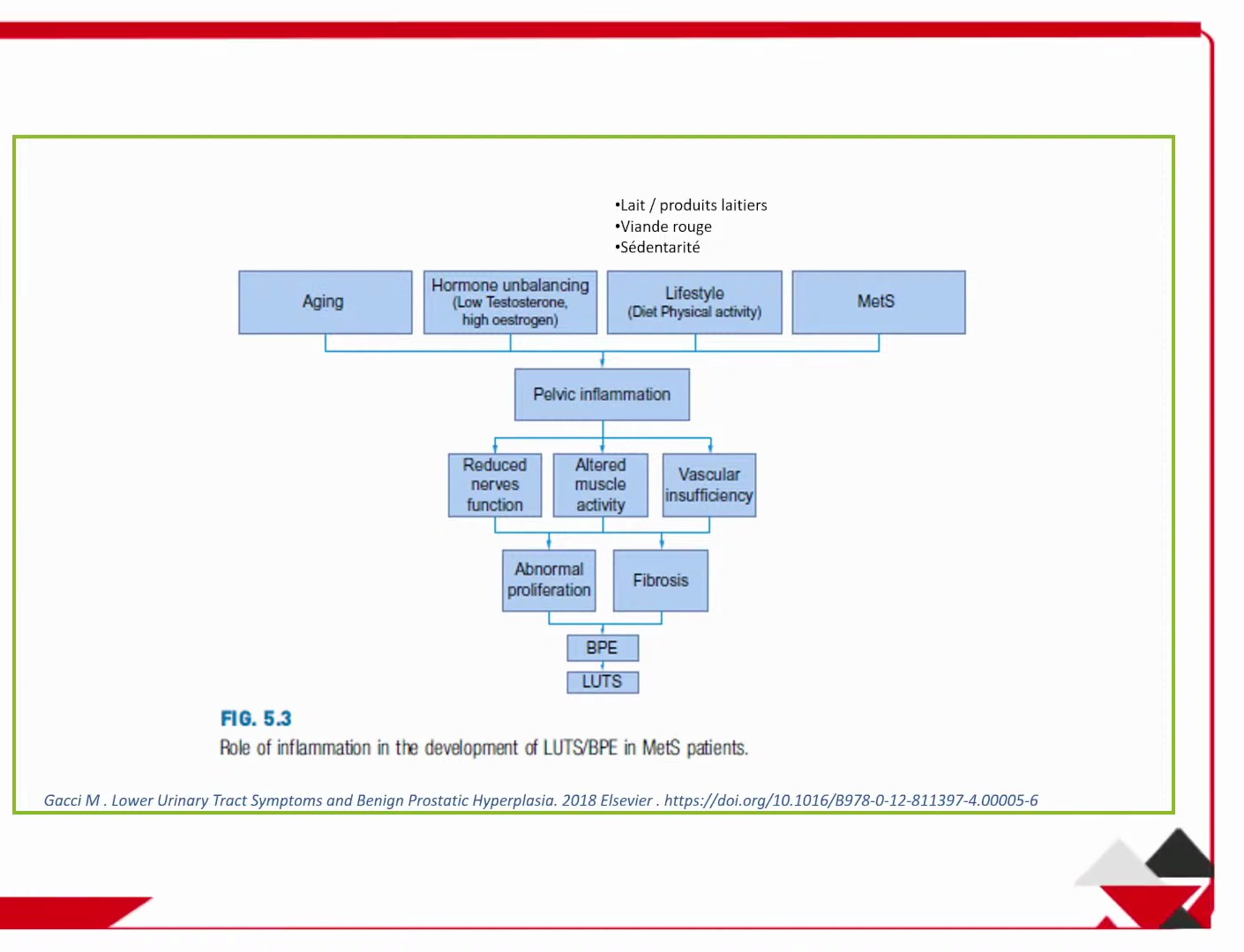Épidémiologie de l'HBP