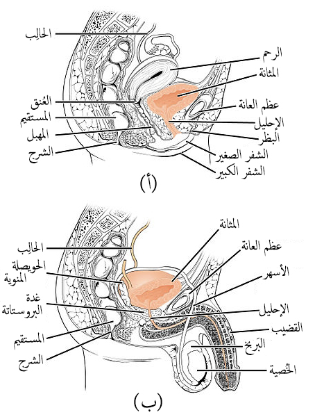 Anatomie de l'urètre masculin