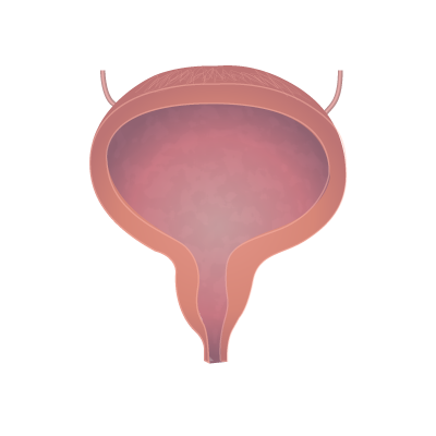 Anatomie de la vessie