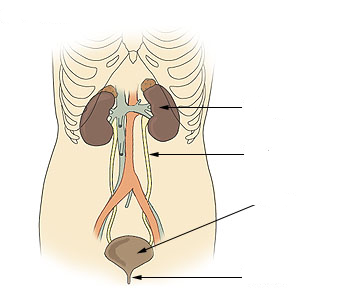 Système urinaire complet